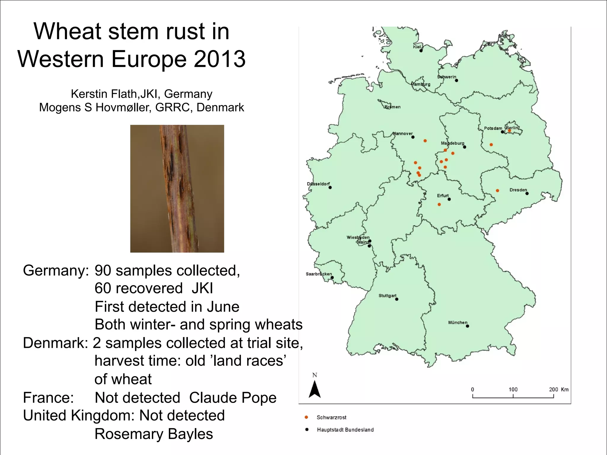 Wheat stem rust in
Western Europe 2013
Germany: 90 samples collected,
60 recovered JKI
First detected in June
Both winter- and spring wheats
Denmark: 2 samples collected at trial site,
harvest time: old ’land races’
of wheat
France: Not detected Claude Pope
United Kingdom: Not detected
Rosemary Bayles
Kerstin Flath,JKI, Germany
Mogens S Hovmøller, GRRC, Denmark
 