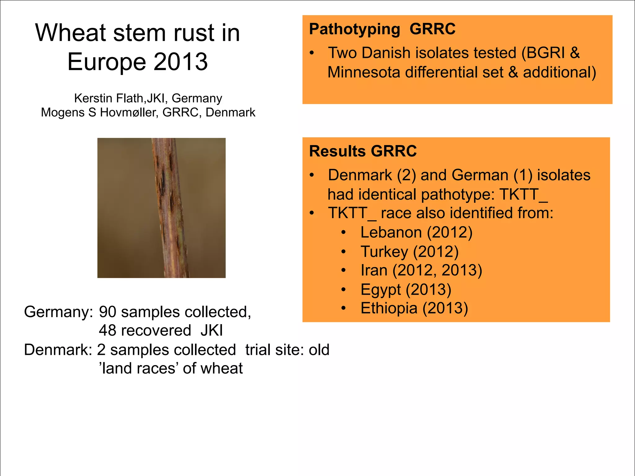 Wheat stem rust in
Europe 2013
Germany: 90 samples collected,
48 recovered JKI
Denmark: 2 samples collected trial site: old
’land races’ of wheat
Kerstin Flath,JKI, Germany
Mogens S Hovmøller, GRRC, Denmark
Pathotyping GRRC
•  Two Danish isolates tested (BGRI &
Minnesota differential set & additional)
Results GRRC
•  Denmark (2) and German (1) isolates
had identical pathotype: TKTT_
•  TKTT_ race also identified from:
•  Lebanon (2012)
•  Turkey (2012)
•  Iran (2012, 2013)
•  Egypt (2013)
•  Ethiopia (2013)
 