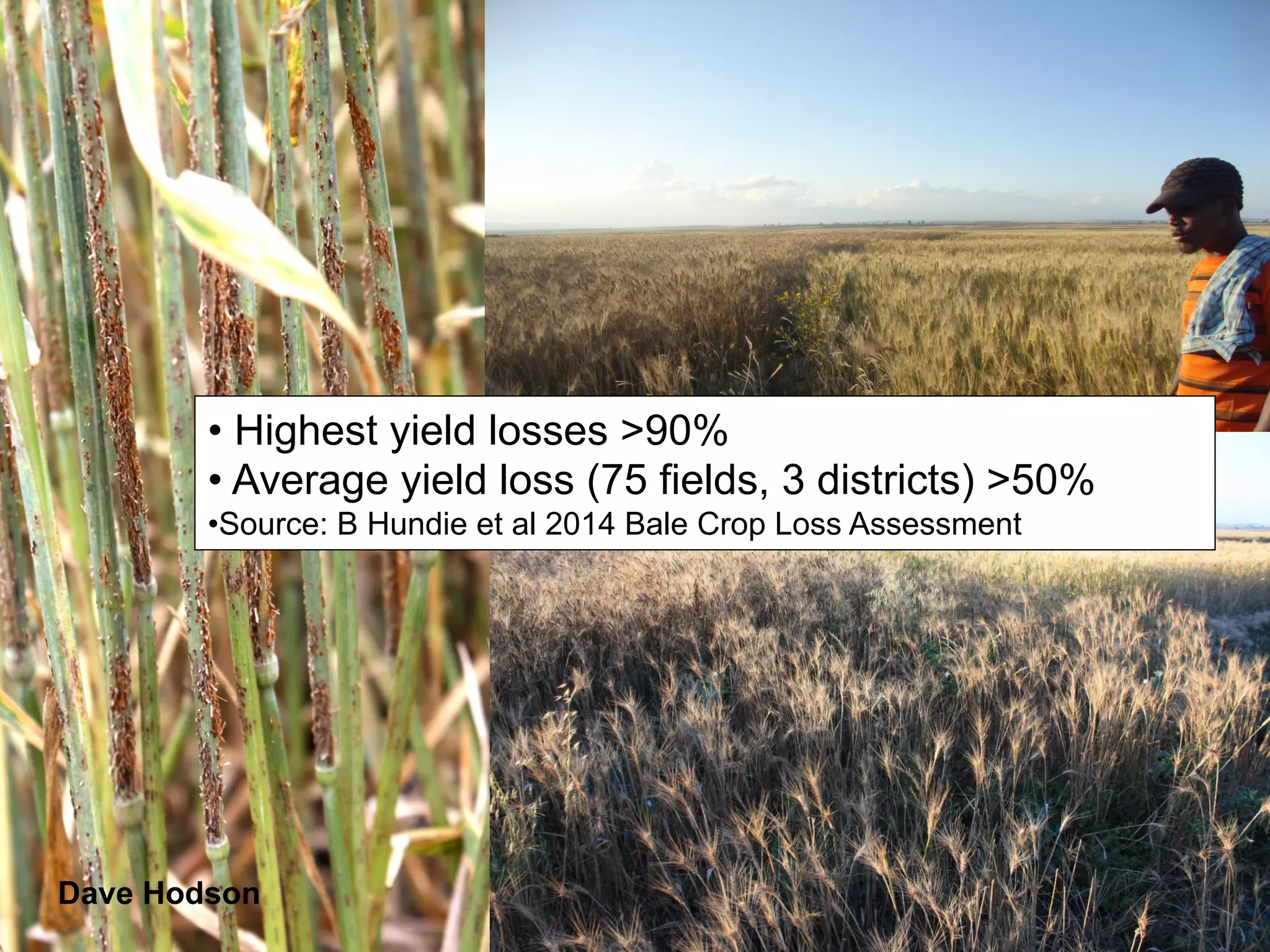 • Highest yield losses >90%
• Average yield loss (75 fields, 3 districts) >50%
• Source: B Hundie et al 2014 Bale Crop Loss Assessment
Dave Hodson
 