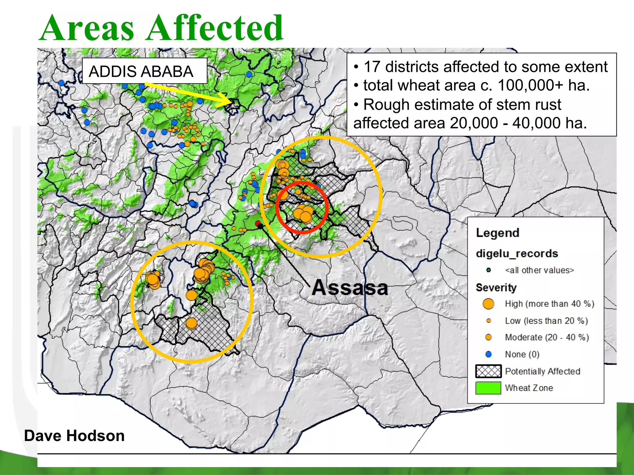 Areas Affected
• 17 districts affected to some extent
• total wheat area c. 100,000+ ha.
• Rough estimate of stem rust
affected area 20,000 - 40,000 ha.
ADDIS ABABA
Dave Hodson
 