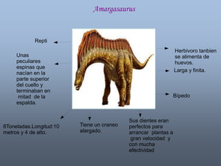 Repti 
Unas 
peculiares 
espinas que 
nacían en la 
parte superior 
del cuello y 
terminaban en 
mitad de la 
espalda. 
8Toneladas.Longitud:10 
metros y 4 de alto. 
Tiene un craneo 
alargado. 
Sus dientes eran 
perfectos para 
arrancar plantas a 
gran velocidad y 
con mucha 
efectividad 
Herbivoro tanbien 
se alimenta de 
huevos. 
Larga y finita. 
Bípedo 
Amargasaurus 
 