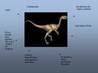 Coelophysis 
reptil 
Es un 
animal 
muy 
grande 
con sus 3 
metros 
de 
longitud. 
Cabeza 
larga.Dientes 
puntiagudos y 
aserrados 
Es bipedo y 
tiene 
plumas en 
las patas. 
Se alimenta de 
hojas y plantas 
Cola larga y finita 
 
