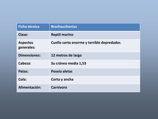 Ficha técnica Brachauchenius 
Clase: Reptil marino 
Aspectos 
generales: 
Cuello corto enorme y terrible depredador. 
Dimensiones: 12 metros de largo 
Cabeza: Su cráneo media 1,53 
Patas: Poseía aletas 
Cola: Corta y ancha 
Alimentación: Carnívoro 
 