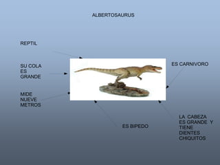 ALBERTOSAURUS 
REPTIL 
SU COLA 
ES 
GRANDE 
MIDE 
NUEVE 
METROS 
LA CABEZA 
ES GRANDE Y 
TIENE 
DIENTES 
CHIQUITOS 
ES BIPEDO 
ES CARNIVORO 
 