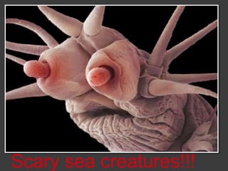 Scary sea creatures!!!
 