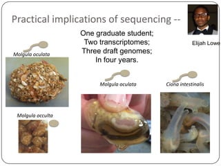 Practical implications of sequencing -Molgula oculata

One graduate student;
Two transcriptomes;
Three draft genomes;
In four years.
Molgula oculata

Molgula occulta

Elijah Lowe

Ciona intestinalis

 