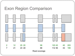 Exon Region Comparison

2
7

12
21

25 20
23 20

98
86

Read coverage

120 45
112 95

40
43

203
199

 