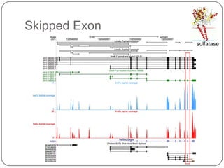 Skipped Exon
sulfatase

 