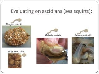 Evaluating on ascidians (sea squirts):
Molgula oculata

Molgula oculata

Molgula occulta

Ciona intestinalis

 
