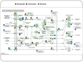 Ensembl

Common

Gimme

 