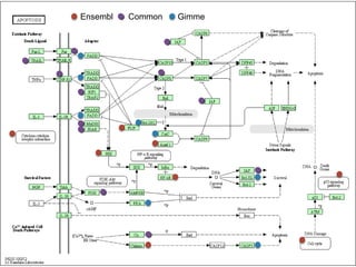 Ensembl

Common

Gimme

 