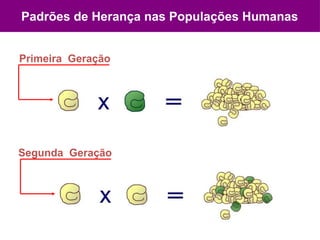 Padrões de Herança nas Populações Humanas
Primeira Geração
Segunda Geração
 