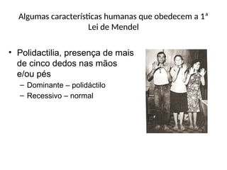 Algumas características humanas que obedecem a 1ª
Lei de Mendel
• Polidactilia, presença de mais
de cinco dedos nas mãos
e/ou pés
– Dominante – polidáctilo
– Recessivo – normal
 