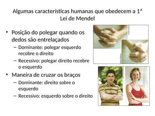 Algumas características humanas que obedecem a 1ª
Lei de Mendel
• Posição do polegar quando os
dedos são entrelaçados
– Dominante: polegar esquerdo
recobre o direito
– Recessivo: polegar direito recobre
o esquerdo
• Maneira de cruzar os braços
– Dominante: direito sobre o
esquerdo
– Recessivo: esquerdo sobre o direito
 