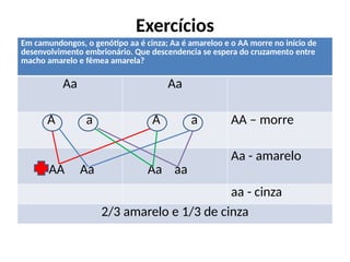 Exercícios
Em camundongos, o genótipo aa é cinza; Aa é amareloo e o AA morre no início de
desenvolvimento embrionário. Que descendencia se espera do cruzamento entre
macho amarelo e fêmea amarela?
Aa Aa
A a A a AA – morre
AA Aa Aa aa
Aa - amarelo
aa - cinza
2/3 amarelo e 1/3 de cinza
 
