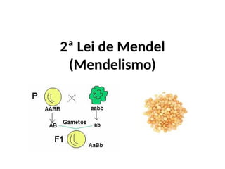 2ª Lei de Mendel
(Mendelismo)
 