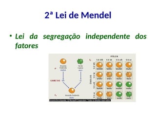 • Lei da segregação independente dos
fatores
2ª Lei de Mendel
 