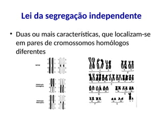 Lei da segregação independente
• Duas ou mais características, que localizam-se
em pares de cromossomos homólogos
diferentes
 