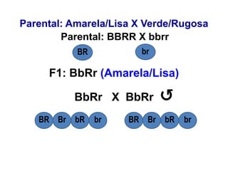 Parental: BBRR X bbrr
F1: BbRr (Amarela/Lisa)
BbRr X BbRr
BR br
BR Br bR br
Parental: Amarela/Lisa X Verde/Rugosa
↺
BR Br bR br
 
