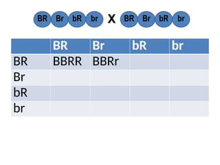 BR Br bR br
BR BBRR BBRr
Br
bR
br
BR Br bR br BR Br bR br
X
 