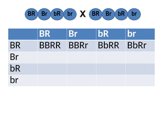 BR Br bR br
BR BBRR BBRr BbRR BbRr
Br
bR
br
BR Br bR br BR Br bR br
X
 