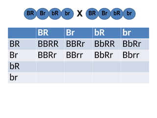 BR Br bR br
BR BBRR BBRr BbRR BbRr
Br BBRr BBrr BbRr Bbrr
bR
br
BR Br bR br BR Br bR br
X
 