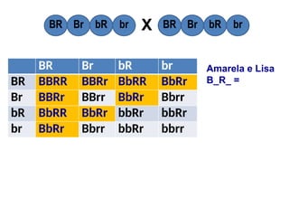 BR Br bR br
BR BBRR BBRr BbRR BbRr
Br BBRr BBrr BbRr Bbrr
bR BbRR BbRr bbRr bbRr
br BbRr Bbrr bbRr bbrr
BR Br bR br BR Br bR br
X
Amarela e Lisa
B_R_ =
 