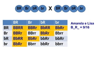BR Br bR br
BR BBRR BBRr BbRR BbRr
Br BBRr BBrr BbRr Bbrr
bR BbRR BbRr bbRr bbRr
br BbRr Bbrr bbRr bbrr
BR Br bR br BR Br bR br
X
Amarela e Lisa
B_R_ = 9/16
 