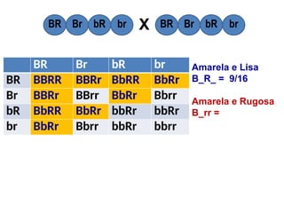 BR Br bR br
BR BBRR BBRr BbRR BbRr
Br BBRr BBrr BbRr Bbrr
bR BbRR BbRr bbRr bbRr
br BbRr Bbrr bbRr bbrr
BR Br bR br BR Br bR br
X
Amarela e Lisa
B_R_ = 9/16
Amarela e Rugosa
B_rr =
 