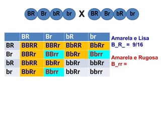 BR Br bR br
BR BBRR BBRr BbRR BbRr
Br BBRr BBrr BbRr Bbrr
bR BbRR BbRr bbRr bbRr
br BbRr Bbrr bbRr bbrr
BR Br bR br BR Br bR br
X
Amarela e Lisa
B_R_ = 9/16
Amarela e Rugosa
B_rr =
 