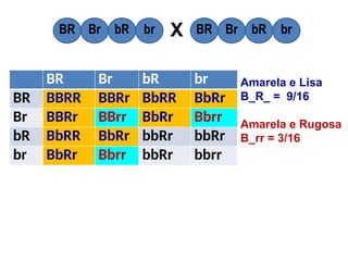 BR Br bR br
BR BBRR BBRr BbRR BbRr
Br BBRr BBrr BbRr Bbrr
bR BbRR BbRr bbRr bbRr
br BbRr Bbrr bbRr bbrr
BR Br bR br BR Br bR br
X
Amarela e Lisa
B_R_ = 9/16
Amarela e Rugosa
B_rr = 3/16
 