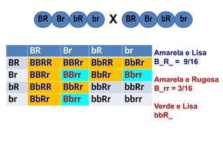 BR Br bR br
BR BBRR BBRr BbRR BbRr
Br BBRr BBrr BbRr Bbrr
bR BbRR BbRr bbRr bbRr
br BbRr Bbrr bbRr bbrr
BR Br bR br BR Br bR br
X
Amarela e Lisa
B_R_ = 9/16
Amarela e Rugosa
B_rr = 3/16
Verde e Lisa
bbR_
 