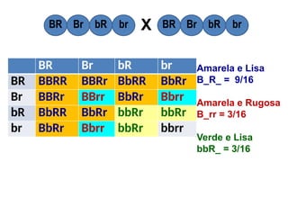 BR Br bR br
BR BBRR BBRr BbRR BbRr
Br BBRr BBrr BbRr Bbrr
bR BbRR BbRr bbRr bbRr
br BbRr Bbrr bbRr bbrr
BR Br bR br BR Br bR br
X
Amarela e Lisa
B_R_ = 9/16
Amarela e Rugosa
B_rr = 3/16
Verde e Lisa
bbR_ = 3/16
 