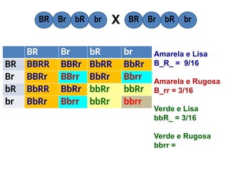 BR Br bR br
BR BBRR BBRr BbRR BbRr
Br BBRr BBrr BbRr Bbrr
bR BbRR BbRr bbRr bbRr
br BbRr Bbrr bbRr bbrr
BR Br bR br BR Br bR br
X
Amarela e Lisa
B_R_ = 9/16
Amarela e Rugosa
B_rr = 3/16
Verde e Lisa
bbR_ = 3/16
Verde e Rugosa
bbrr =
 