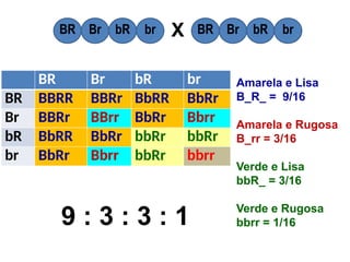 BR Br bR br
BR BBRR BBRr BbRR BbRr
Br BBRr BBrr BbRr Bbrr
bR BbRR BbRr bbRr bbRr
br BbRr Bbrr bbRr bbrr
BR Br bR br BR Br bR br
X
9 : 3 : 3 : 1
Amarela e Lisa
B_R_ = 9/16
Amarela e Rugosa
B_rr = 3/16
Verde e Lisa
bbR_ = 3/16
Verde e Rugosa
bbrr = 1/16
 