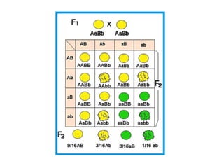 Leis de Mendel - O que é o mendelismo...