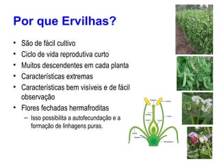 Por que Ervilhas?
• São de fácil cultivo
• Ciclo de vida reprodutiva curto
• Muitos descendentes em cada planta
• Características extremas
• Características bem visíveis e de fácil
observação
• Flores fechadas hermafroditas
– Isso possibilita a autofecundação e a
formação de linhagens puras.
 