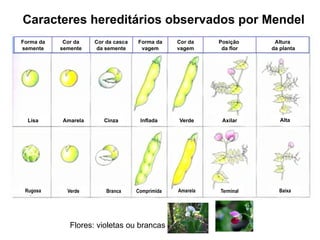 Caracteres hereditários observados por Mendel
Lisa
Rugosa
Amarela
Verde
Cinza
Branca
Inflada
Comprimida
Verde
Amarela
Axilar
Terminal
Alta
Baixa
Forma da
semente
Cor da
semente
Cor da casca
da semente
Forma da
vagem
Cor da
vagem
Posição
da flor
Altura
da planta
Flores: violetas ou brancas
 