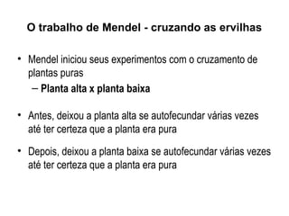 • Mendel iniciou seus experimentos com o cruzamento de
plantas puras
– Planta alta x planta baixa
• Antes, deixou a planta alta se autofecundar várias vezes
até ter certeza que a planta era pura
• Depois, deixou a planta baixa se autofecundar várias vezes
até ter certeza que a planta era pura
O trabalho de Mendel - cruzando as ervilhas
 