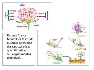 • Durante 2 anos
Mendel fez testes de
pureza e de escolha
das características
que utilizaria em
seus experimentos
definitivos.
 