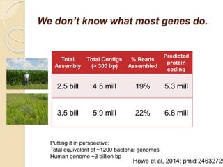 Putting it in perspective:
Total equivalent of ~1200 bacterial genomes
Human genome ~3 billion bp
We don’t know what most genes do.
Total
Assembly
Total Contigs
(> 300 bp)
% Reads
Assembled
Predicted
protein
coding
2.5 bill 4.5 mill 19% 5.3 mill
3.5 bill 5.9 mill 22% 6.8 mill
Howe et al, 2014; pmid 24632729
 