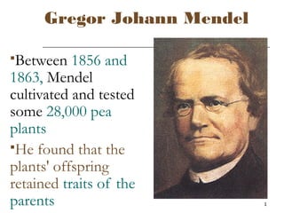 1
Gregor Johann Mendel
Between 1856 and
1863, Mendel
cultivated and tested
some 28,000 pea
plants
He found that the
plants' offspring
retained traits of the
parents
 