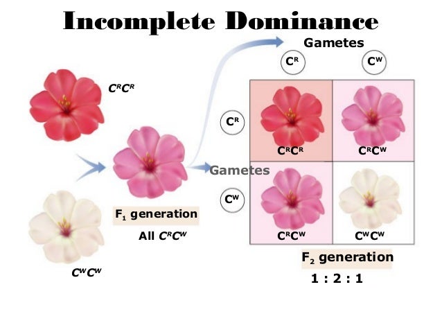 2014 Mendelian Genetics