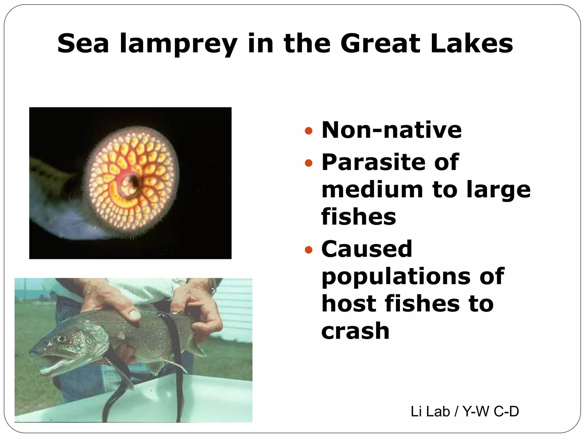 Sea lamprey in the Great Lakes
 Non-native
 Parasite of
medium to large
fishes
 Caused
populations of
host fishes to
crash
Li Lab / Y-W C-D
 