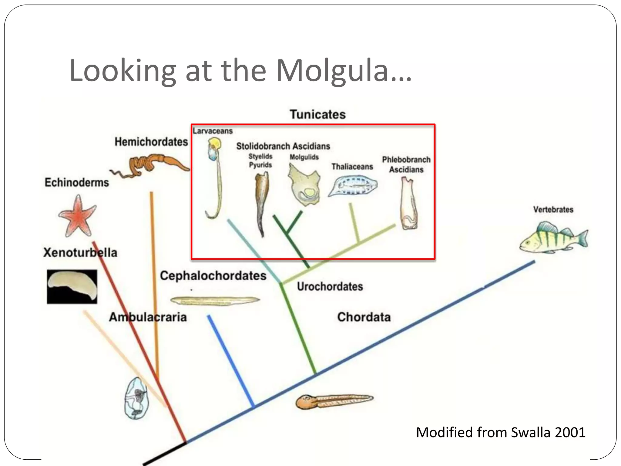 Looking at the Molgula…
Putnam et al., 2008,
Nature.Modified from Swalla 2001
 