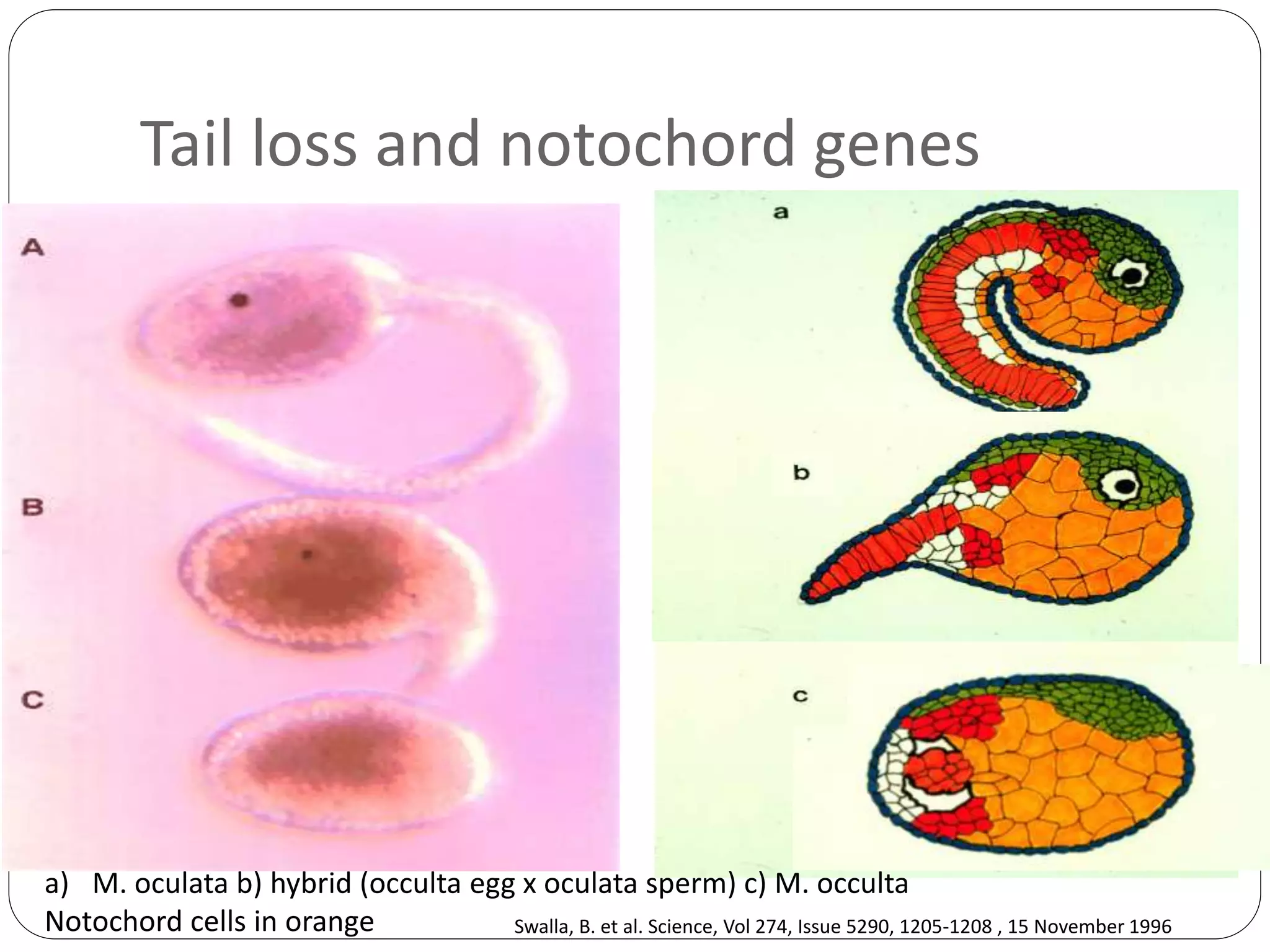 Tail loss and notochord genes
a) M. oculata b) hybrid (occulta egg x oculata sperm) c) M. occulta
Notochord cells in orange Swalla, B. et al. Science, Vol 274, Issue 5290, 1205-1208 , 15 November 1996
 
