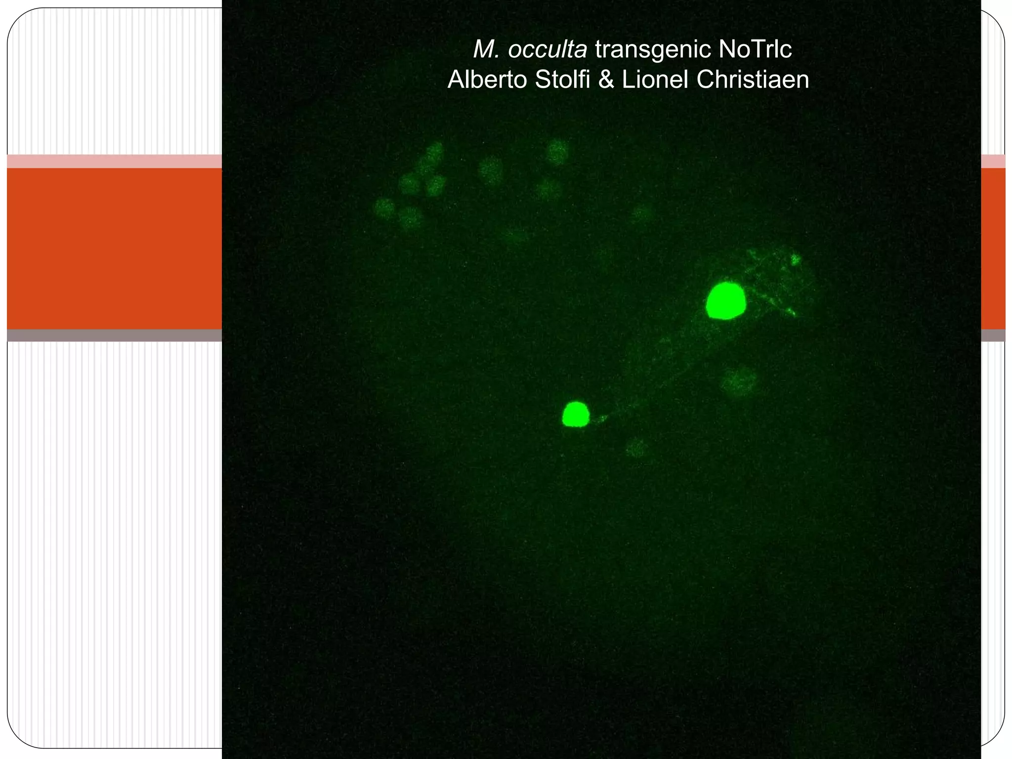 M. occulta transgenic NoTrlc
Alberto Stolfi & Lionel Christiaen
 
