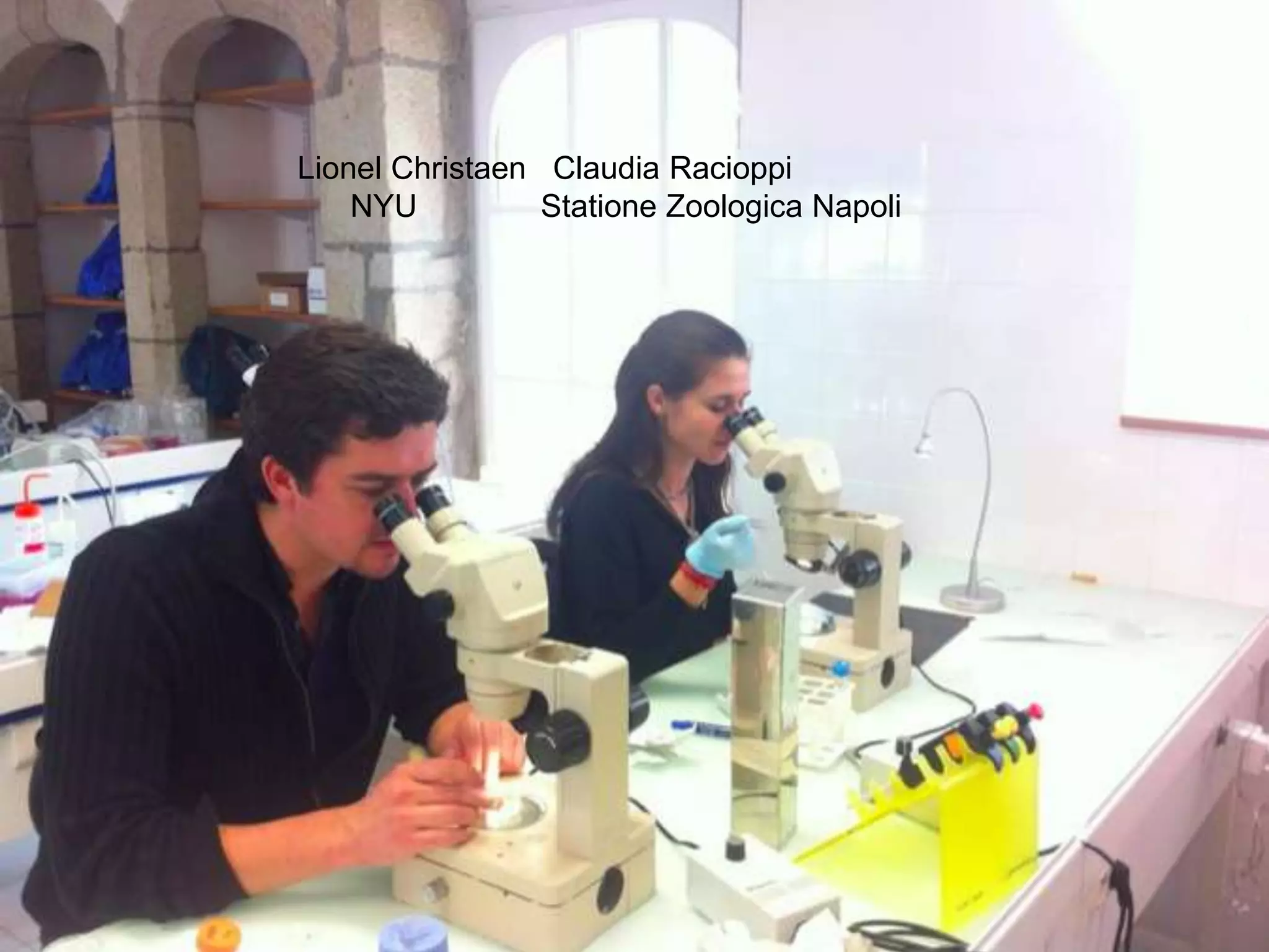 Lionel Christaen Claudia Racioppi
NYU Statione Zoologica Napoli
 