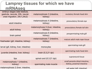 Lamprey tissues for which we have
mRNAseq
embryo stages (late blastula,
gastrula, neurula, 22b, neural-
crest migration, 24c1,24c2)
metamorphosis 3 (intestine,
kidney)
ovulatory female head skin
adult intestine
metamorphosis 4 (intestine,
kidney)
preovulatory female eye
adult kidney
metamorphosis 5 (liver, intestine,
kidney)
preovulatory female tail skin
brain paired
metamorphosis 6 (intestine,
kidney)
prespermiating male gill
freshwater (gill, intestine, kidney)
metamorphosis 7 (intestine,
kidney)
mature adult male rope tissue
larval (gill, kidney, liver, intestine) monocytes
spermiating male gill
juvenile (intestine, liver, kidney) brain (0,3,21 dpi)
spermiating male head skin
lips spinal cord (0.3.21 dpi)
supraneural tissue
metamorphosis 1 (intestine,
kidney) spermiating male muscle
small parasite distal intestine,
kidney, proximal intestine
metamorphosis 2 (liver, intestine, salt water (gill, intestine)
 