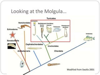 Looking at the Molgula…
Putnam et al., 2008,
Nature.Modified from Swalla 2001
 